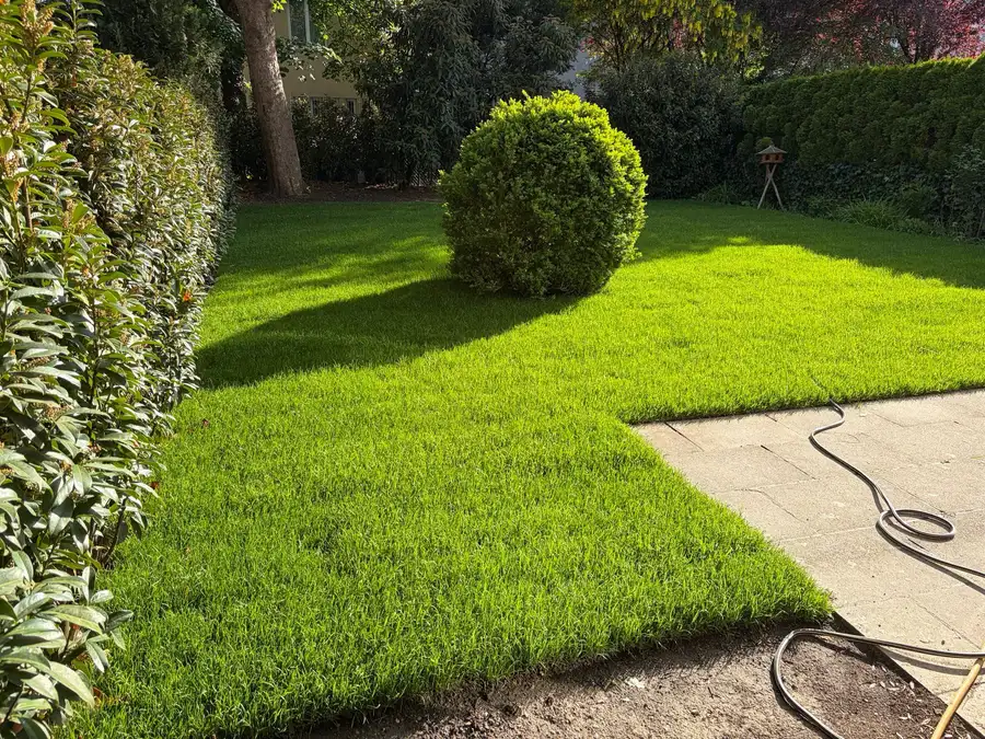 Derselbe Garten mit fertig verlegtem Rollrasen