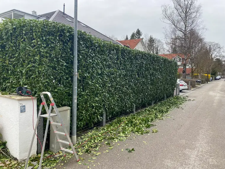 Gefällte Kirschlorbeerhecke mit Trittleiter und Heckenschere an der Straße