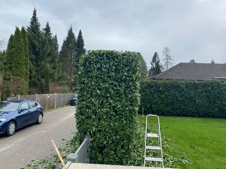 Frisch geschnittene Kirschlorbeerhecke mit Stehleiter im Garten