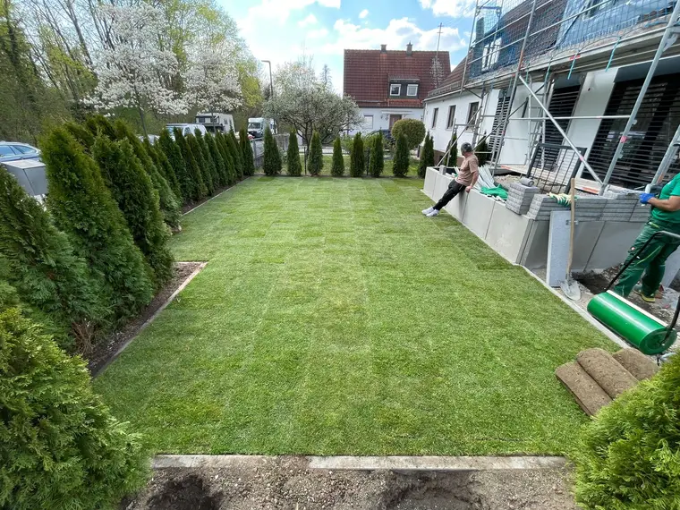 Frisch verlegter Rollrasen im Garten an einem Wohnhaus
