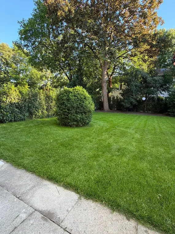 Gepflegter Rasen mit Sträuchern und Bäumen im Garten